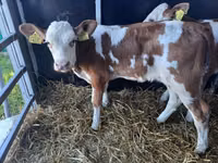 सांड, Simmental cattle — फ़ोटो 2