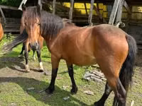 Yegua, Međimurje horse — foto 1