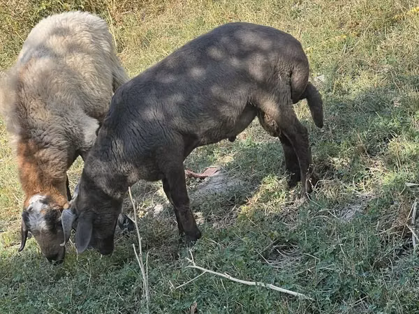 Ovejas (lote, sexo no especificado), Arabi sheep