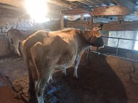 Cow, Brown Latvian — photo 2