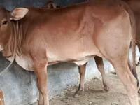 Vaca, Brahman — foto 2