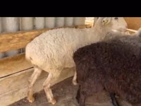 أغنام (دفعة، الجنس غير محدد), Kazakh fat-tailed coarsewool sheep — الصورة 3