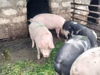 Boar — photo 5