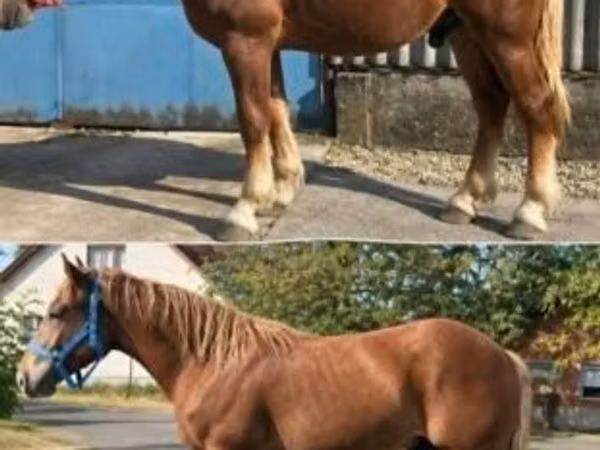 Caballo, Caballos