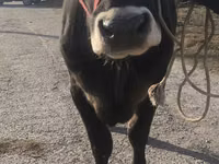 Vaca, Swiss cattle — foto 2