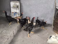 Chickens — الصورة 1
