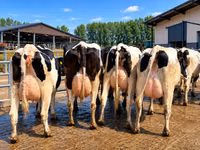 Vaca, Raza Holstein — foto 1