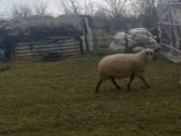 Ram, Shroshire sheep — photo 2