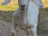 Ziegenbock, Russian White goat — Foto 1