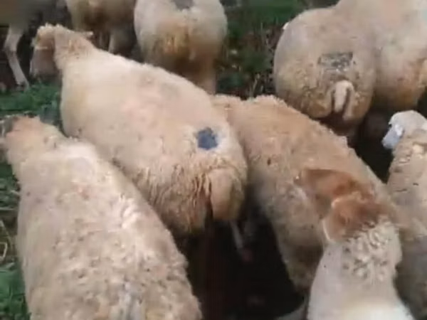 Ram, Sheep