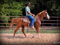 公马, American paint horse — 照片 7