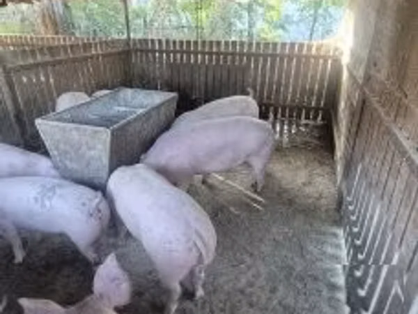 Sow, Pigs