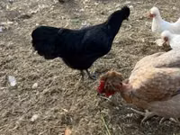 Chickens — फ़ोटो 4