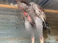 Shamo chickens — photo 1