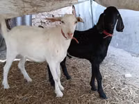 Ziegenbock, Nubian Goat — Foto 6