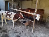 Cow, Red Estonian cattle — photo 1