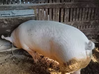 Boar — photo 3