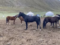 حصان, Russian Don — الصورة 1