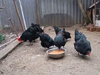 Australorp — Foto 3