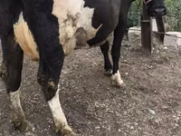 Cow, Russian Black pied cattle — photo 5