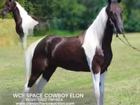 Hengst, Tennessee Walking Horse — Foto 1
