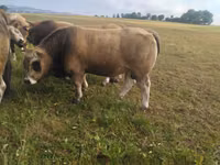 Bull, Aubrac cattle — photo 2