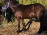 حصان, Dutch warmblood horse — الصورة 2