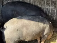 Sow, Pigs — photo 5