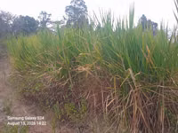 Nappir Grass — الصورة 3