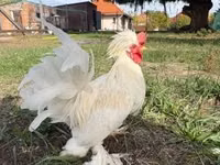 Chickens — 照片 1