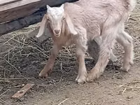 公山羊, Damask goat — 照片 2