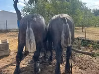 Horse (M), Percheron — photo 8