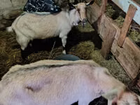 公山羊, Goats — 照片 1