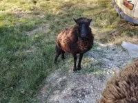 भेड़, Ouessant sheep — फ़ोटो 6