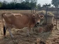 Vaca, Raza Jersey — foto 1