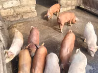 Boar, Pigs — photo 5