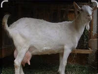 تيس, Saanen goat — الصورة 5