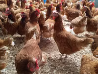Chickens — photo 1