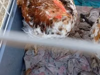Pekin Bantam — photo 5