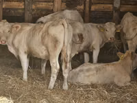 Kuh, Charolais cattle — Foto 2