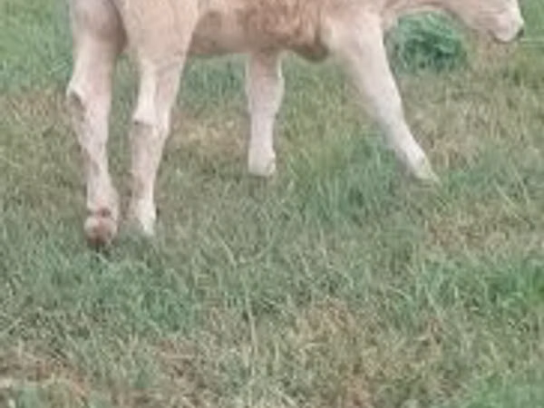 بقرة, Charolais cattle