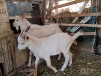 公山羊, Saanen goat — 照片 2