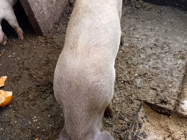 Verro, Cerdos