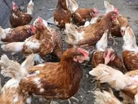 Chickens — foto 3