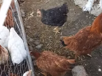 Chickens — photo 5