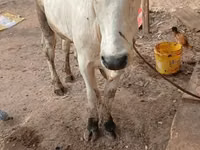 公牛, Cattle — 照片 2