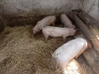 母猪, Pigs — 照片 2