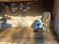 Kuh, Latvian Blue cattle — Foto 2