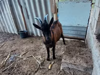 تيس, Italian Alpine goat — الصورة 4