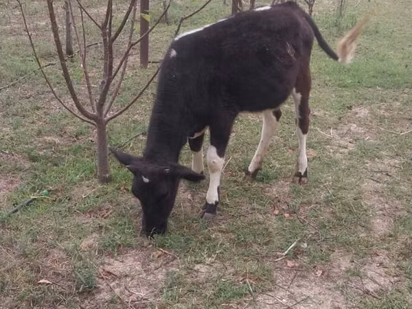 Cow, Swedish red cattle